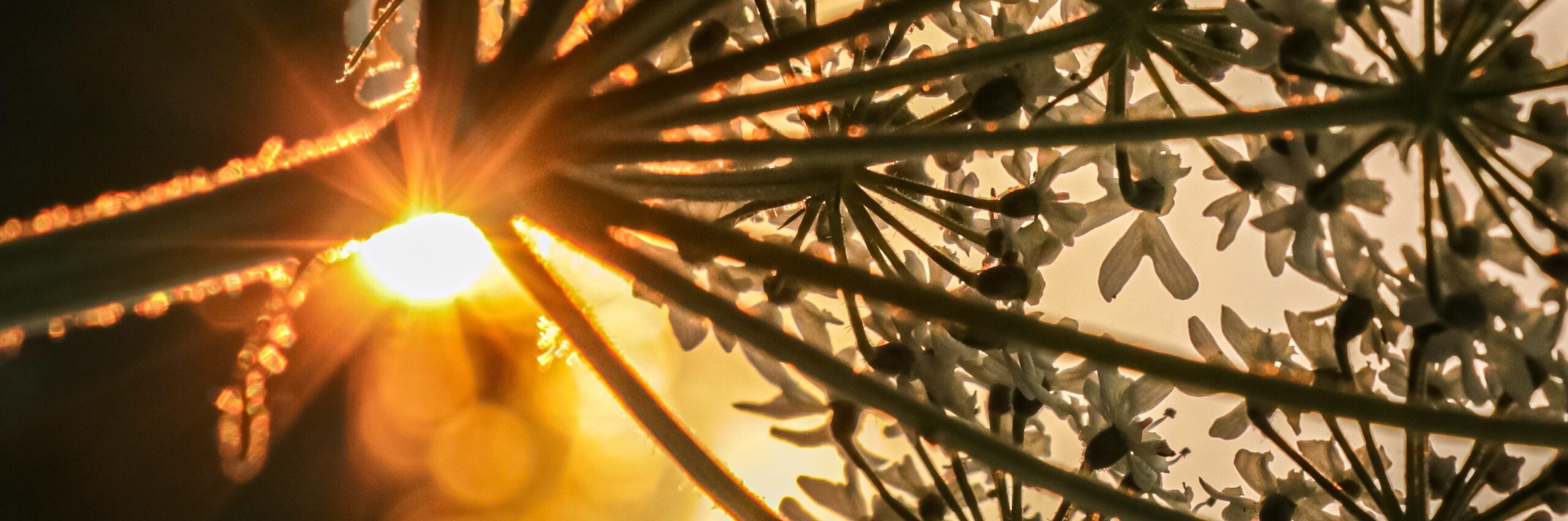 Bärenklau Sonnenuntergang