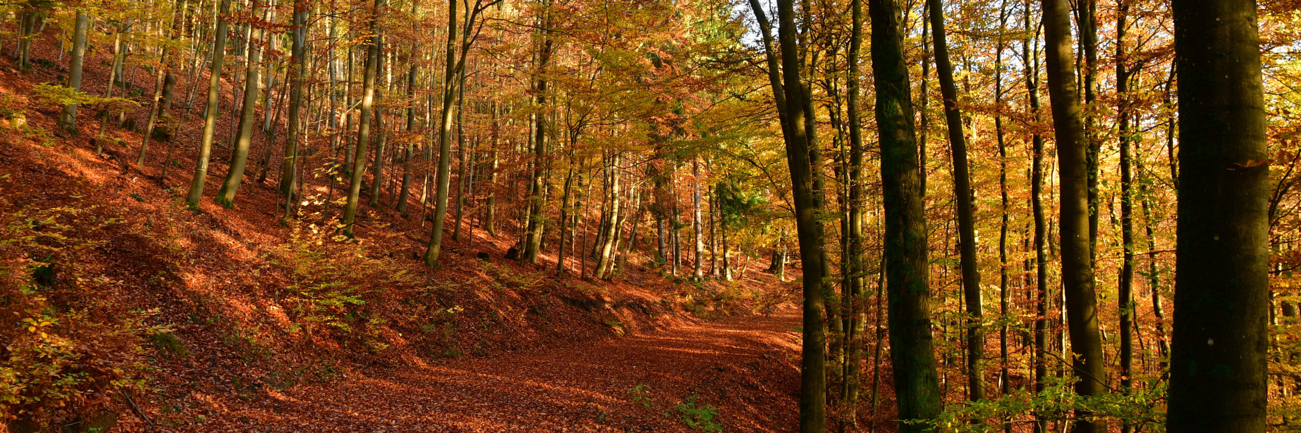 Herbstwald